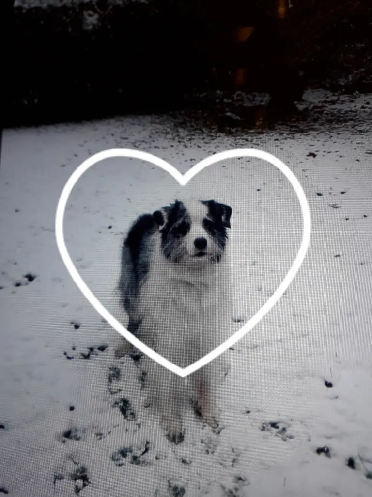Image from Oskar