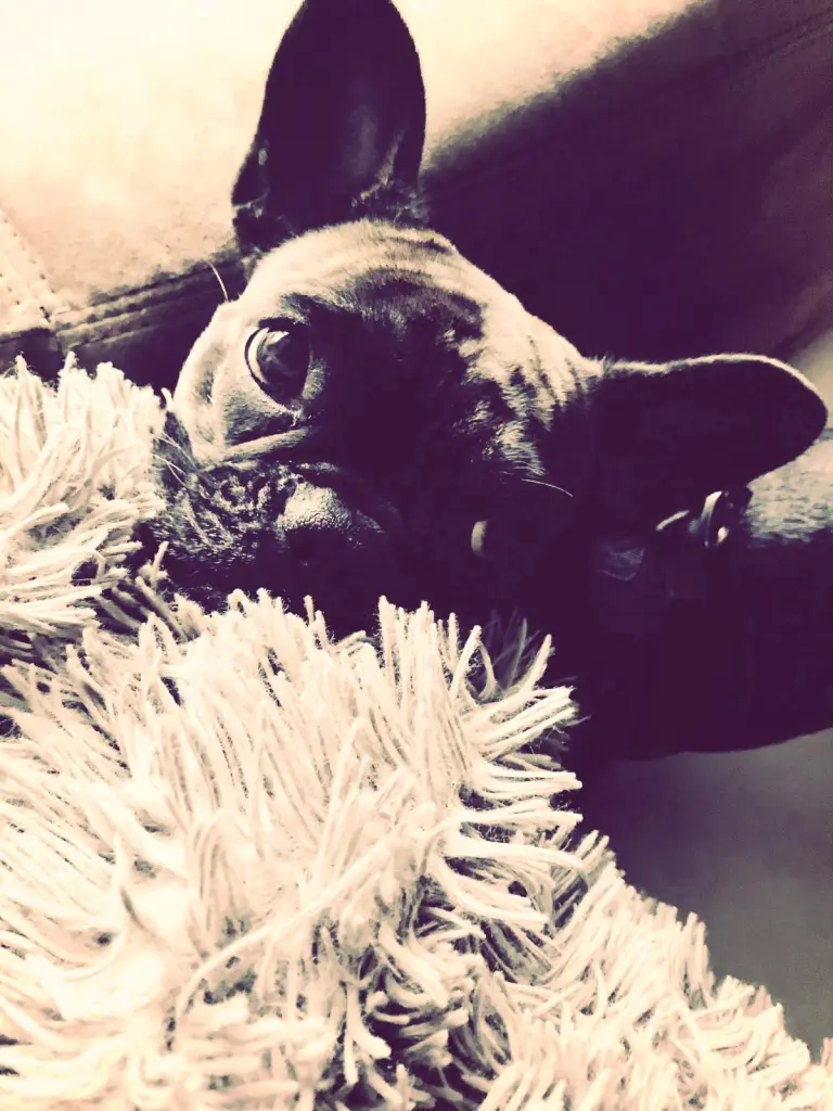 Image from Finny