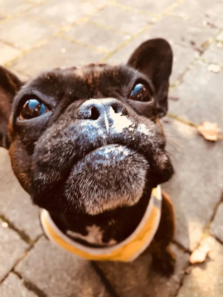 Image from Finny