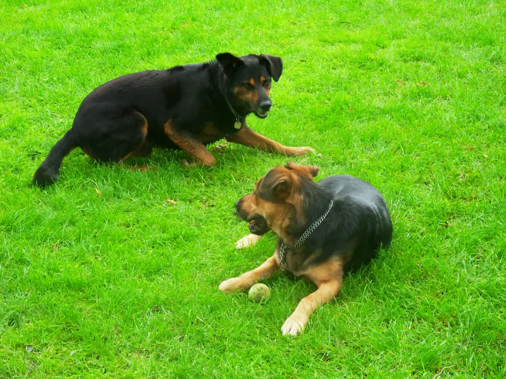 Image from Arko