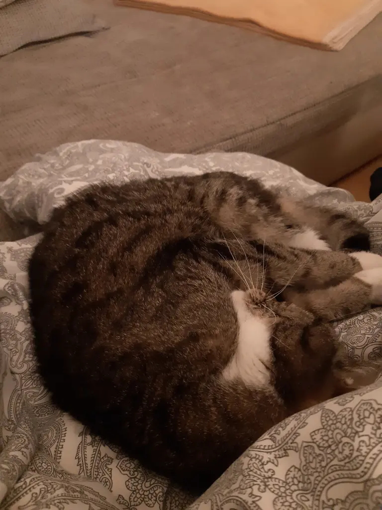 Image from Tigger