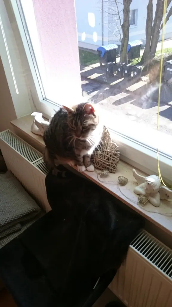 Image from Tigger