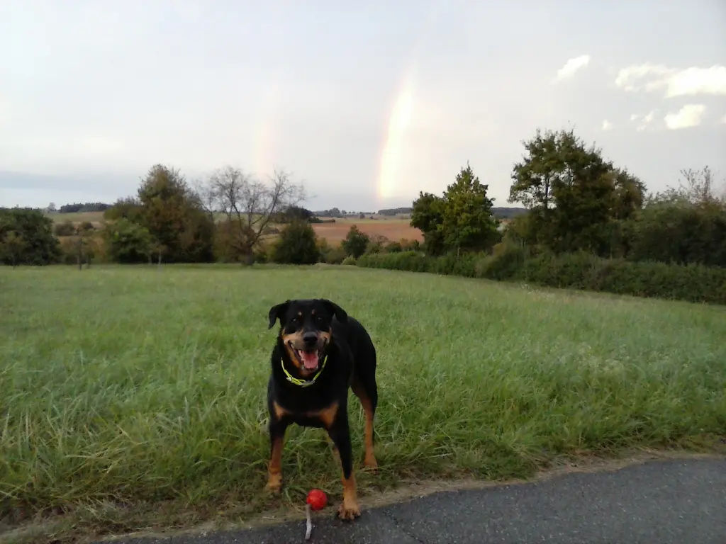 Image from Tyson