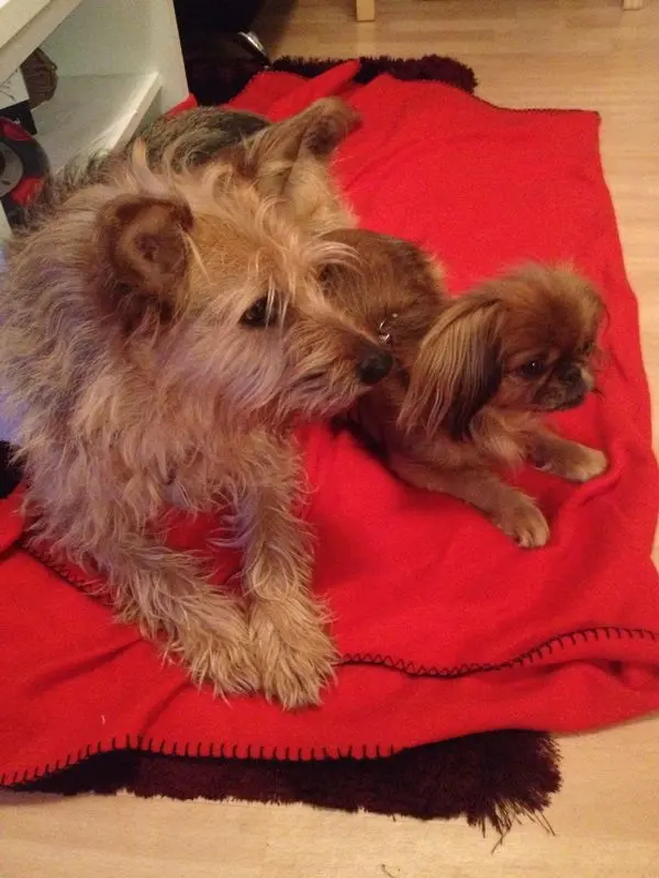 Image from Tanguy