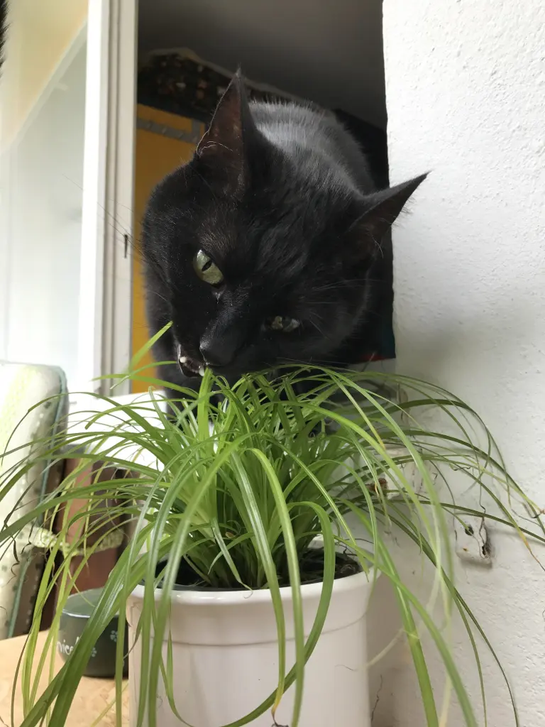 Image from Paula