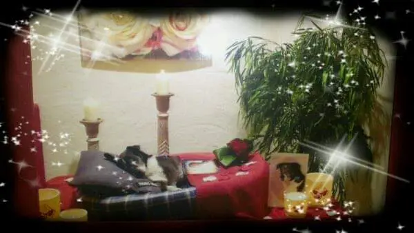 Image from Oscar