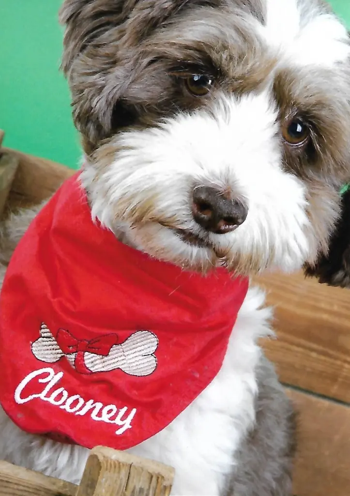Image from Clooney