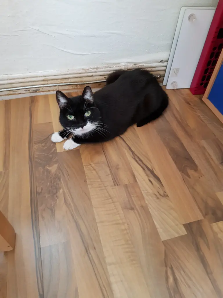 Image from Tabby