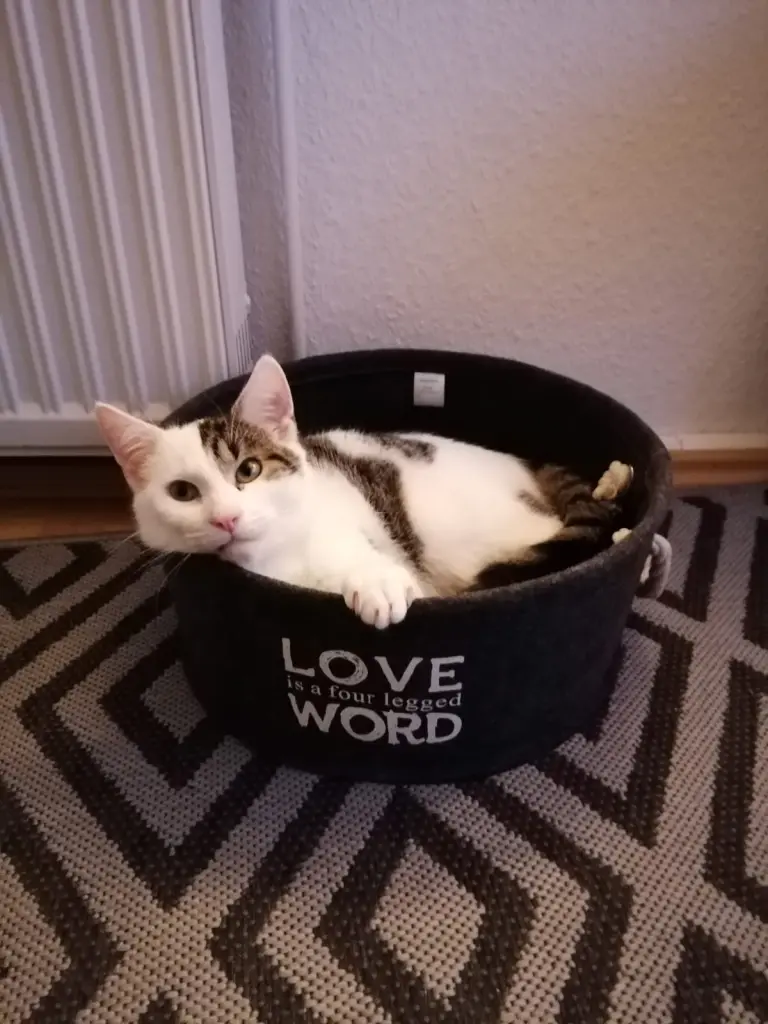 Image from Chewie