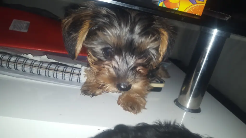 Image from Babydog