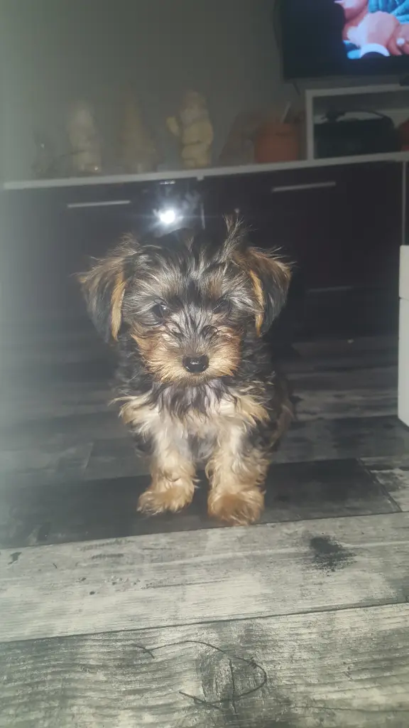Image from Babydog