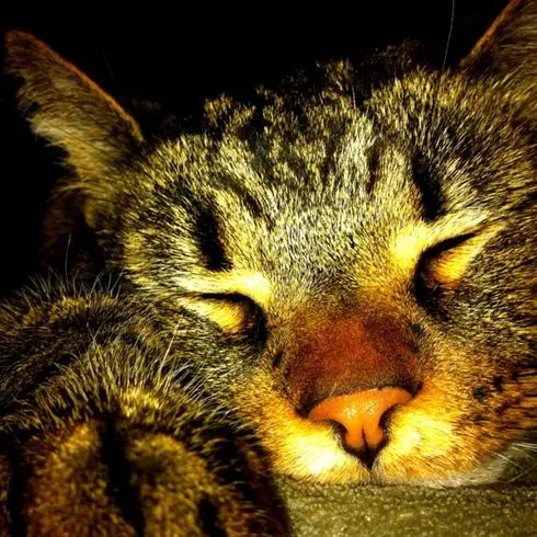 Image from Simba 