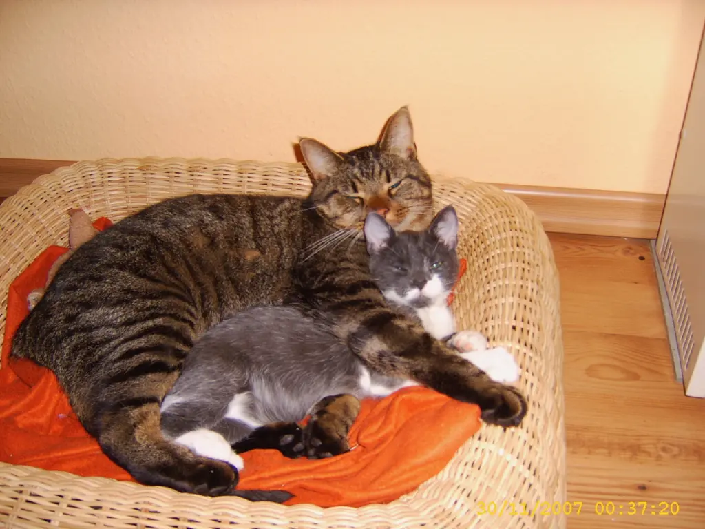 Image from Simba 