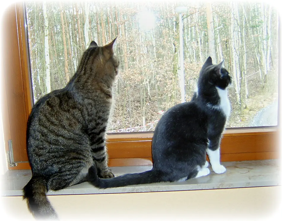 Image from Simba 