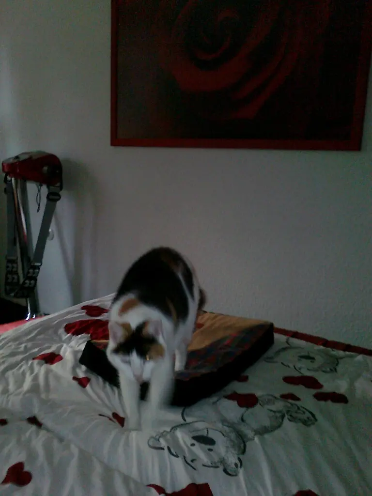 Condolence image of Alexandra und Missy