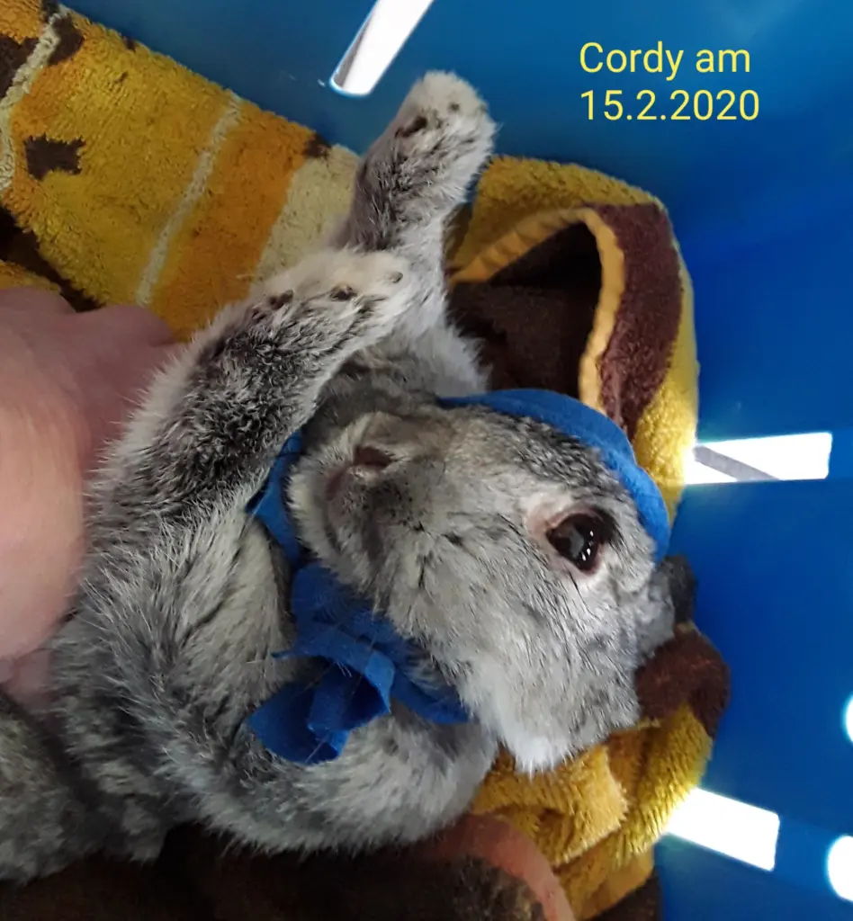 Image from Cordy