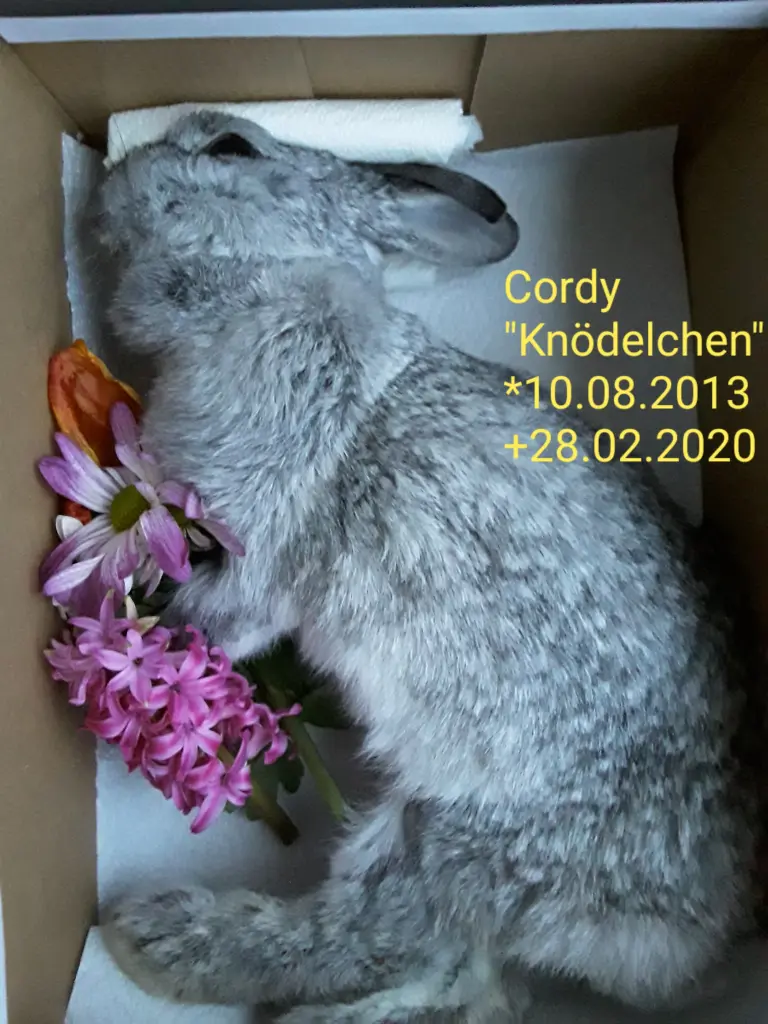 Image from Cordy