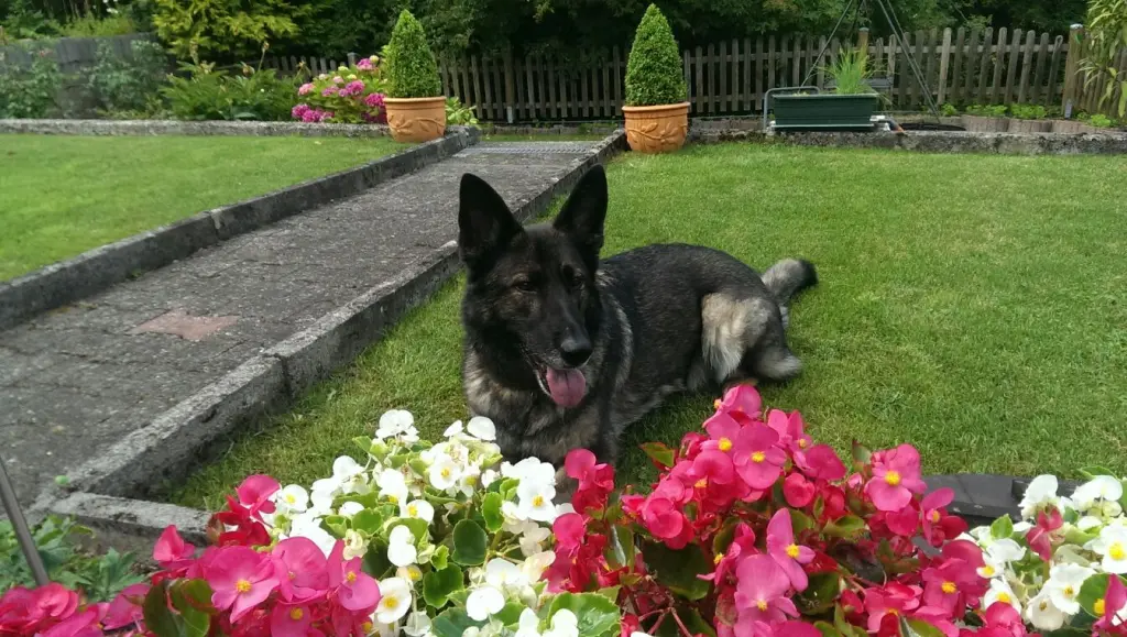 Condolence image of Iris