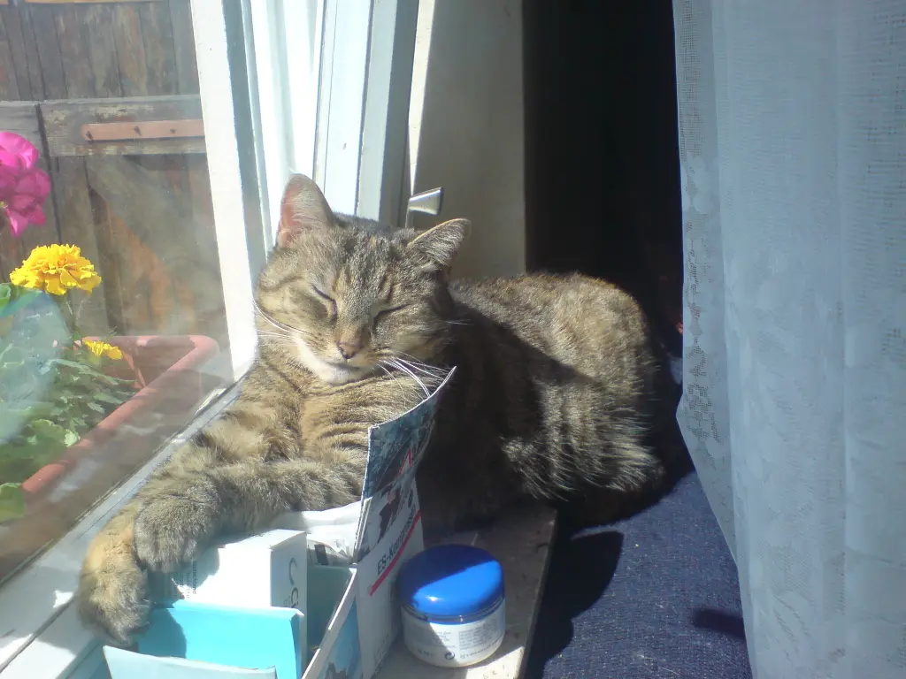 Image from Tiger