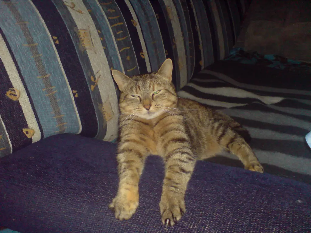 Image from Tiger