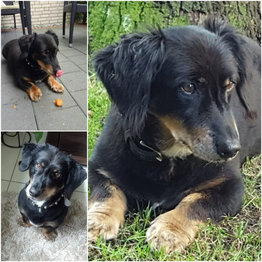 Andachtsbild von Anja