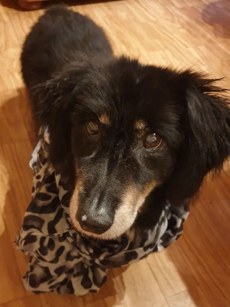 Andachtsbild von Anja