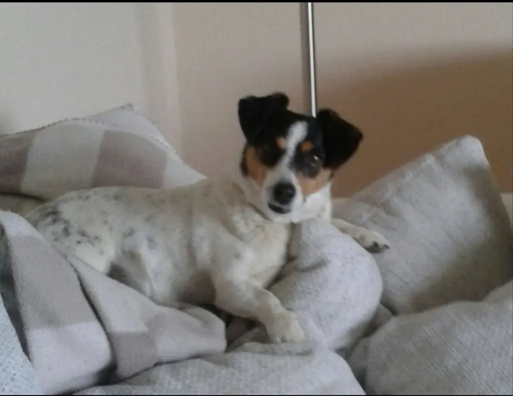 Image from Loulou