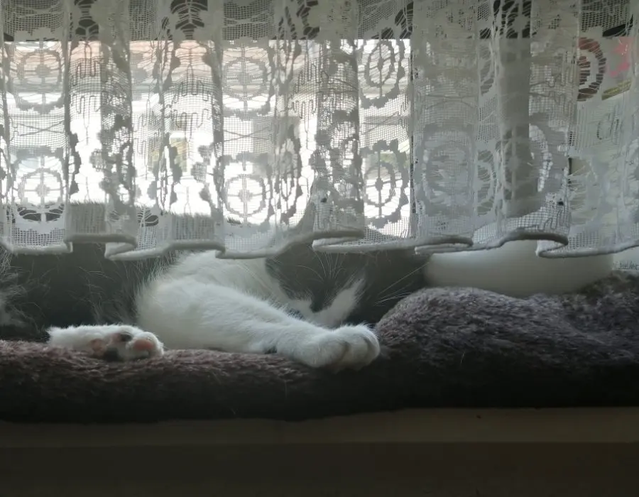 Condolence image of Catinko