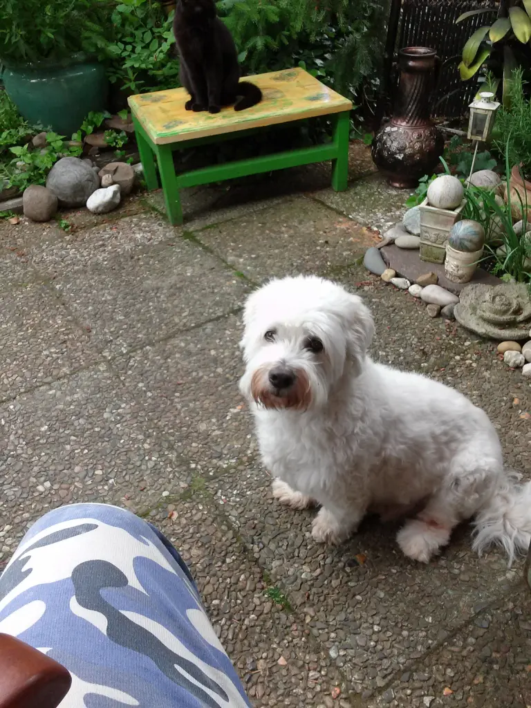 Image from Sammy