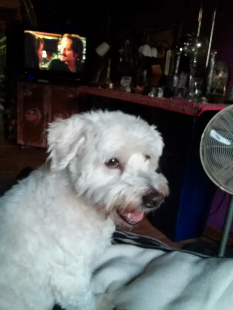 Image from Sammy