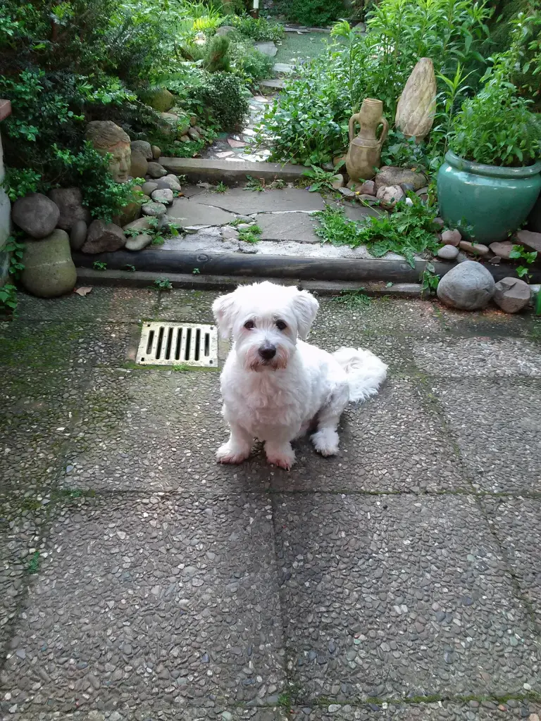 Image from Sammy