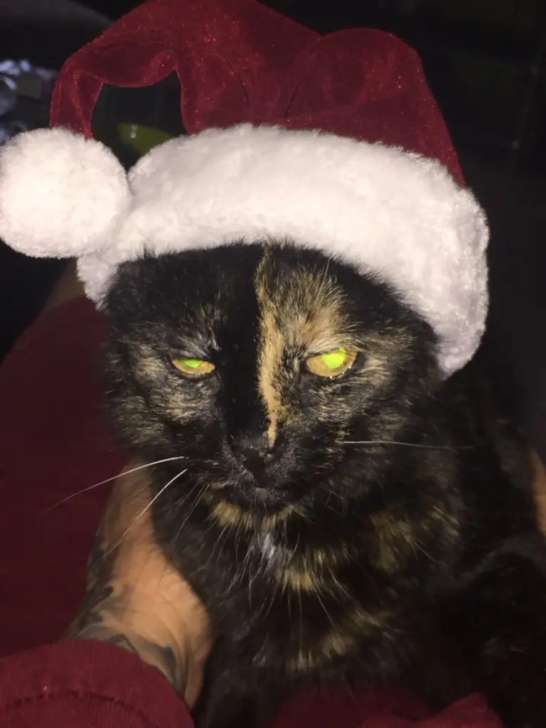 Image from Frl. Katze
