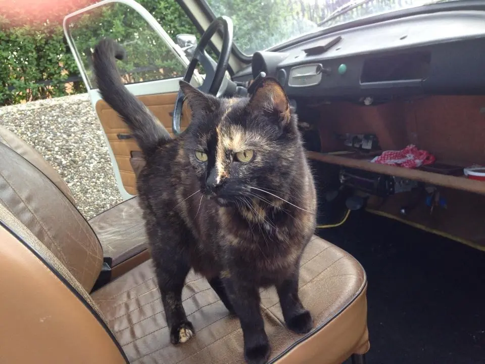 Image from Frl. Katze
