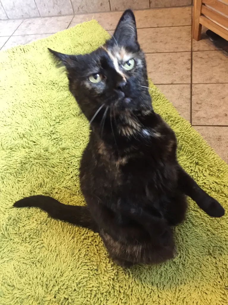Image from Frl. Katze