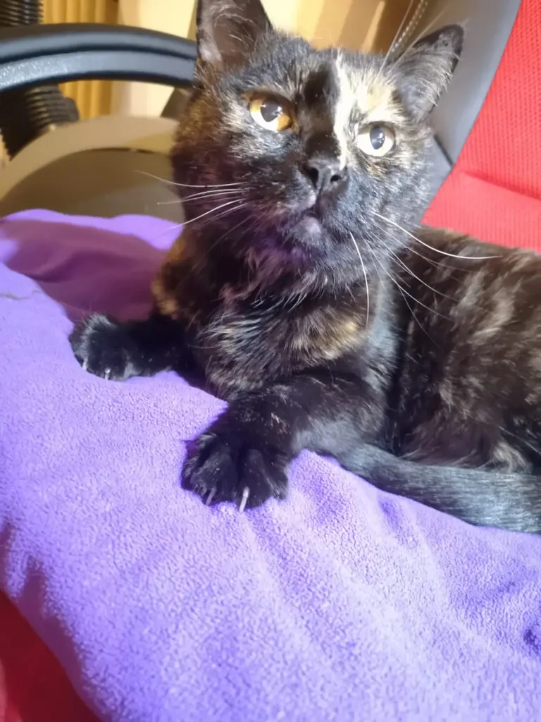 Image from Frl. Katze
