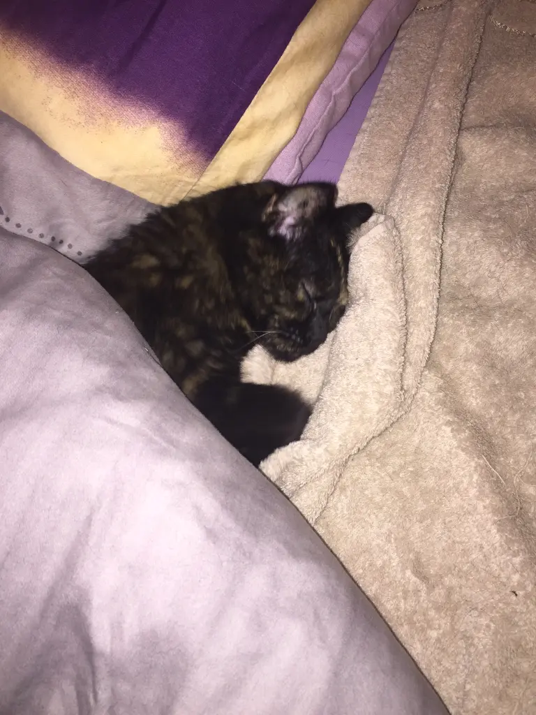 Image from Frl. Katze