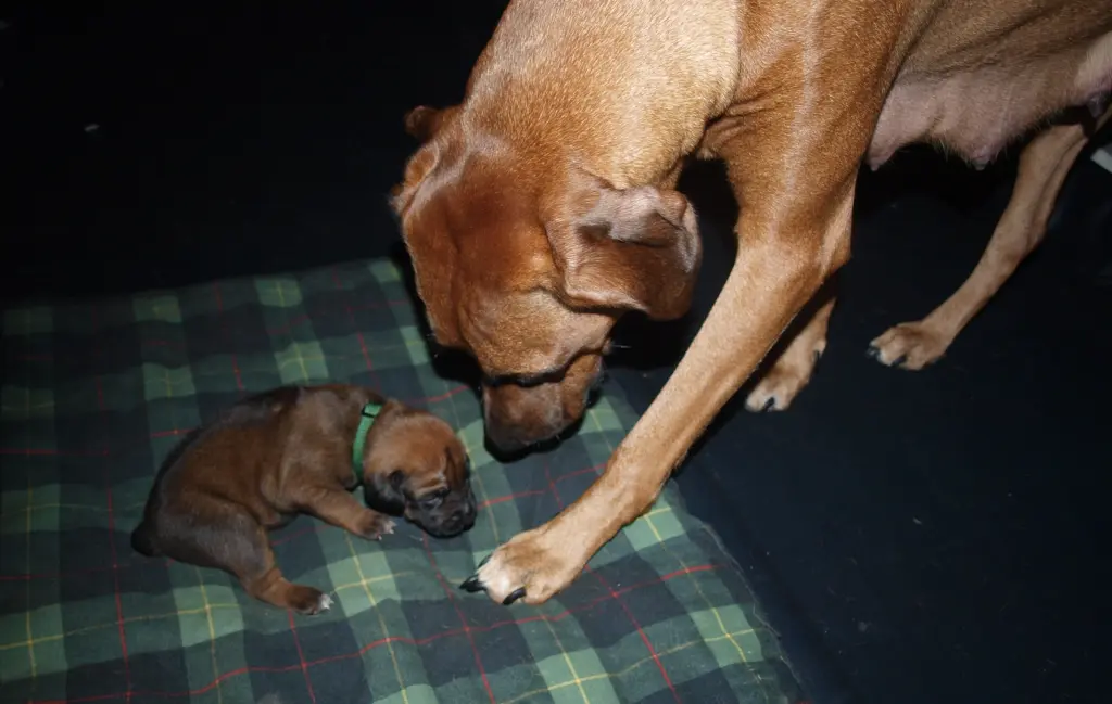 Andachtsbild von Galina