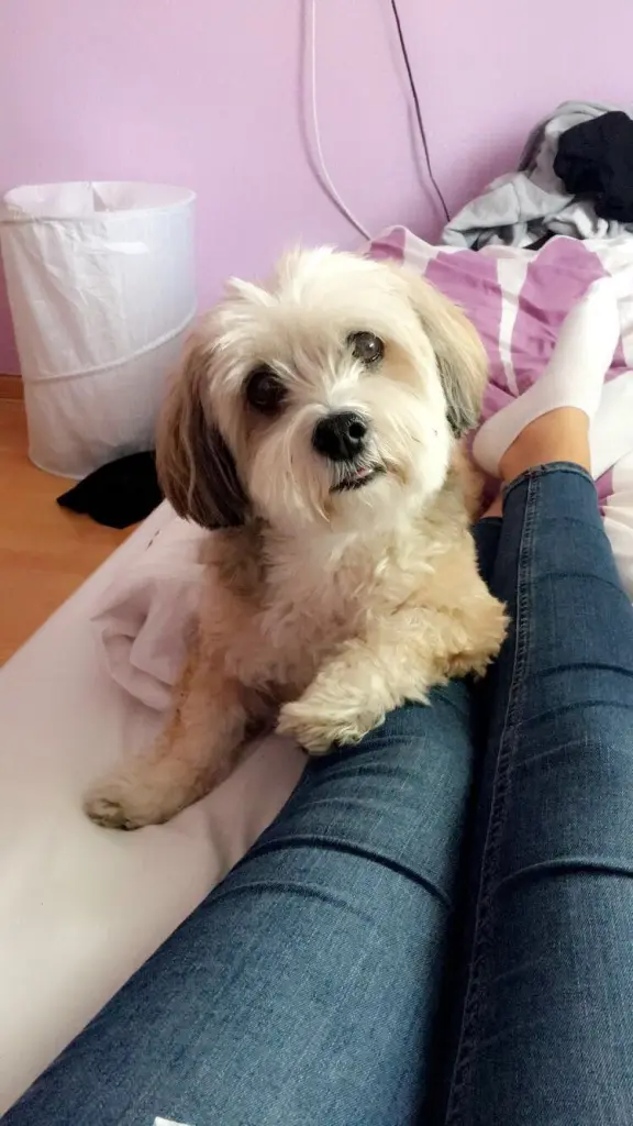 Image from Gismo