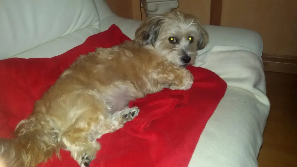 Image from Gismo