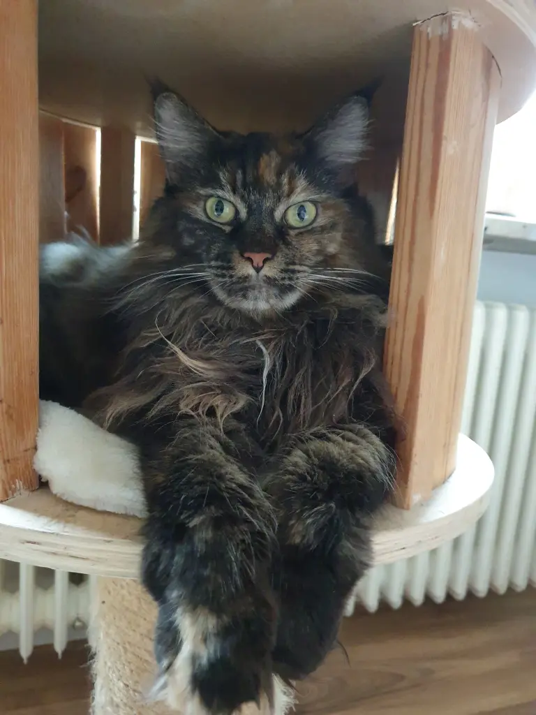 Condolence image of Katze  Mukkis treue Freundin