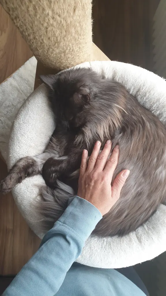 Condolence image of Jasmin Mukki mein Seelenkater