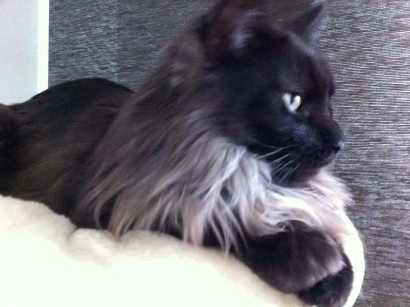 Condolence image of Jasmin