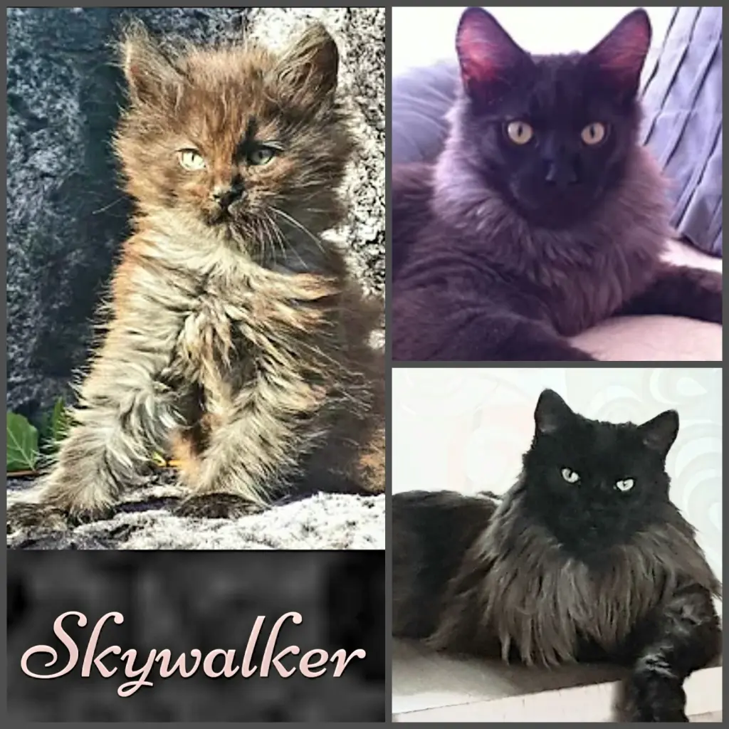 Image from Skywalker mein Mukki