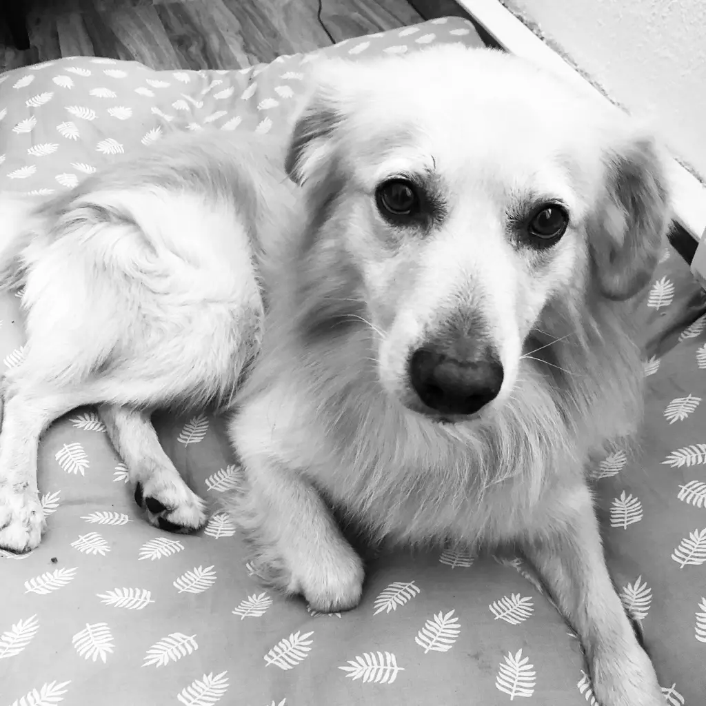 Bild von Vito