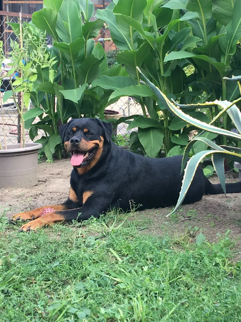 Andachtsbild von Ivonne