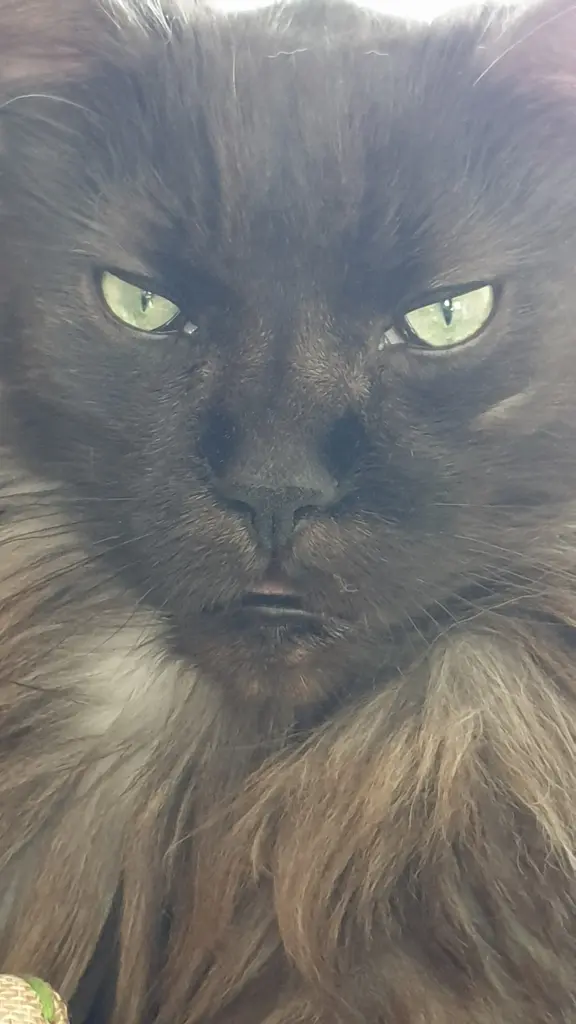 Condolence image of Jasmin Mit meinem Seelenkater Skywalker