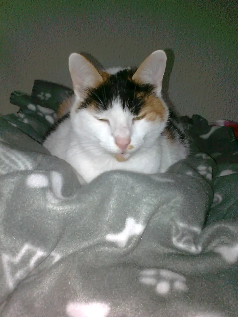 Condolence image of Alexandra und Missy