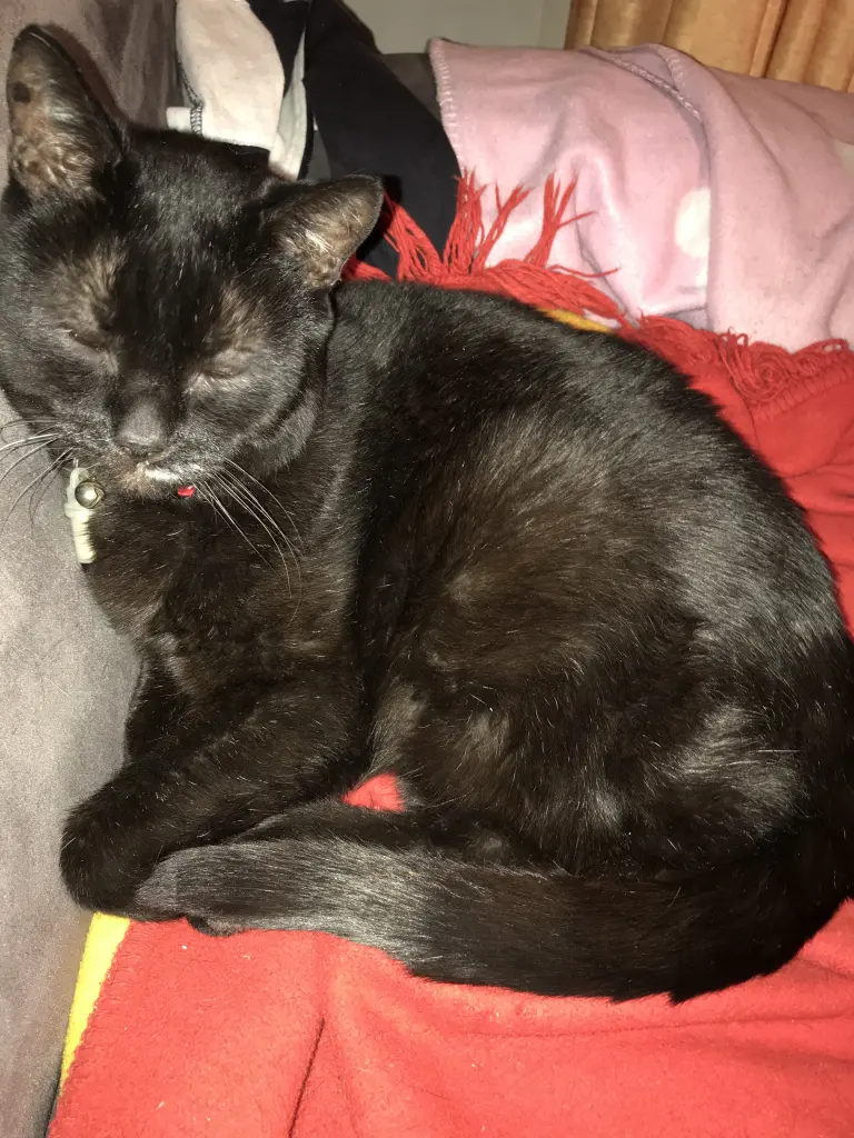 Image from Felix