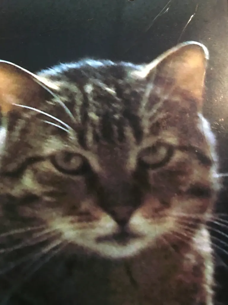 Image from Bobo
