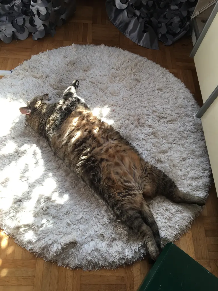Image from Bobo